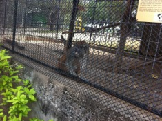 2012-04-09-04-Austin Zoo with Ian.jpg